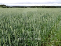 Huge green spelt field 이미지 (488379988) - 게티이미지뱅크 Huge green spelt field