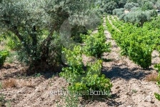 Organic production of kosher wine and wine consumption. 이미지 (478992128) - 게티이미지뱅크 Organic production of kosher wine... 