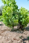 Organic production of kosher wine and wine consumption. 이미지 (478992130) - 게티이미지뱅크 Organic production of kosher wine... 