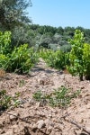 Organic production of kosher wine and wine consumption. 이미지 (478992136) - 게티이미지뱅크 Organic production of kosher wine... 