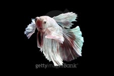 pearl betta 이미지 (486703508) - 게티이미지뱅크 pearl betta