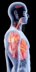 Internal Organs - Lungs 이미지 (470222318) - 게티이미지뱅크 Internal Organs - Lungs