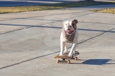 Joyful English bulldog riding a skateboard on the street 이미지 (466027952) - 게티이미지뱅크 Joyful English bulldog riding a... 
