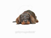 Dackel Welpe 이미지 (485165282) - 게티이미지뱅크 Dackel Welpe