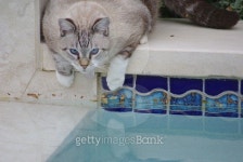 Fat cat stalks still waters 이미지 (466719234) - 게티이미지뱅크 Fat cat stalks still waters