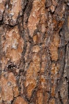 Kiefer-Rinde - Close-up of a pine tree bark 이미지 (465023698) - 게티이미지뱅크 Kiefer-Rinde - Close-up of a pine tree bark