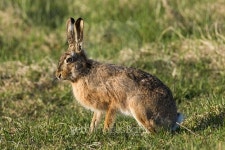 Feldhase - Brown Hare in the grass 이미지 (485295656) - 게티이미지뱅크 Feldhase - Brown Hare in the grass