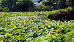 pink lotus on pond 이미지 (472888484) - 게티이미지뱅크 pink lotus on pond
