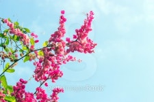 confederate vine 이미지 (495925110) - 게티이미지뱅크 confederate vine