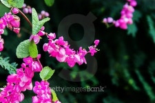 confederate vine 이미지 (495925266) - 게티이미지뱅크 confederate vine