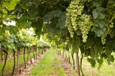 Grapes landscape 이미지 (489001122) - 게티이미지뱅크 Grapes landscape