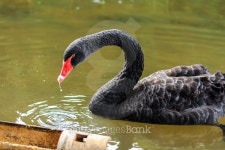 Black swan float in the lake 이미지 (485872274) - 게티이미지뱅크 Black swan float in the lake