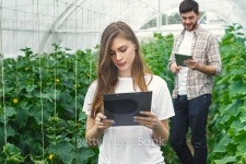 Farmers working in a greenhouse grow organic vegetables. 이미지 (485713752) - 게티이미지뱅크 Farmers working in a greenhouse... 