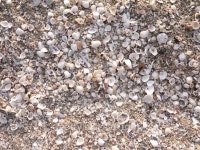 Shells on the beach 이미지 (469211596) - 게티이미지뱅크 Shells on the beach