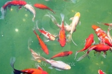 Pond 이미지 (479225172) - 게티이미지뱅크 Pond