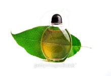 oil and green leaf 이미지 (483321506) - 게티이미지뱅크 oil and green leaf