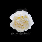 beautiful  yellow rose 이미지 (495780296) - 게티이미지뱅크 beautiful  yellow rose