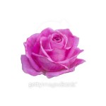 bright beautiful  pink rose 이미지 (483281246) - 게티이미지뱅크 bright beautiful  pink rose