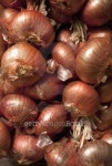 Batch of drying red onion. 이미지 (491629804) - 게티이미지뱅크 Batch of drying red onion.