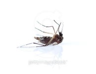 Mosquito isolated on white background 이미지 (466140500) - 게티이미지뱅크 Mosquito isolated on white background