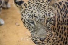 Leopard closeup 이미지 (468575048) - 게티이미지뱅크 Leopard closeup