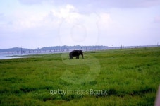 Elephant 이미지 (470711640) - 게티이미지뱅크 Elephant