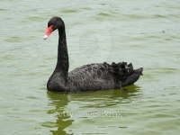 Black Swan (Cygnus atratus) 이미지 (475511322) - 게티이미지뱅크 Black Swan (Cygnus atratus)