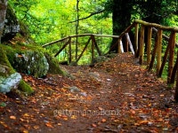 Forest path 이미지 (480561600) - 게티이미지뱅크 Forest path