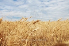 Wheat field 이미지 (502662614) - 게티이미지뱅크 Wheat field