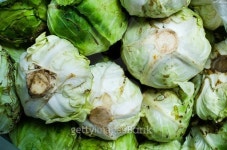 Fresh raw organic green Brussels sprouts in the garden 이미지 (472126792) - 게티이미지뱅크 Fresh raw organic green Brussels... 