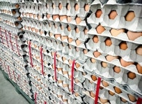 Egg arrange in tray ready for sale 이미지 (477977644) - 게티이미지뱅크 Egg arrange in tray ready for sale