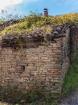Roof covered with vegetation in a dilapidated farmhouse (Monforte, Italy) 이미지 (491131134) - 게티이미지뱅크 Roof covered... 