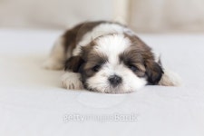 Little furry shih-tzu pup watching you 이미지 (484743590) - 게티이미지뱅크 Little furry shih-tzu pup watching you