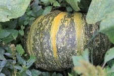 Ripe pumpkin on the ground in the garden 이미지 (492883840) - 게티이미지뱅크 Ripe pumpkin on the ground in the garden