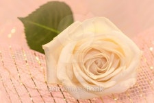 pink rose flower background 이미지 (497967100) - 게티이미지뱅크 pink rose flower background