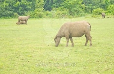 Buffalo graze 이미지 (486704474) - 게티이미지뱅크 Buffalo graze