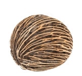 Cerbera dry fruit on white background 이미지 (504110104) - 게티이미지뱅크 Cerbera dry fruit on white background