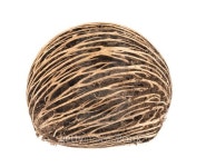 Cerbera dry fruit on white background 이미지 (504110084) - 게티이미지뱅크 Cerbera dry fruit on white background