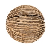 Cerbera dry fruit on white background 이미지 (504110142) - 게티이미지뱅크 Cerbera dry fruit on white background