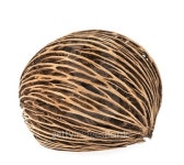 Cerbera dry fruit on white background 이미지 (468833448) - 게티이미지뱅크 Cerbera dry fruit on white background