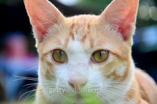 Thai domestic cats 이미지 (493246128) - 게티이미지뱅크 Thai domestic cats