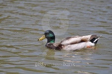 Mallard Duck 이미지 (475967688) - 게티이미지뱅크 Mallard Duck