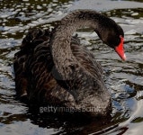 Black swan 이미지 (489947780) - 게티이미지뱅크 Black swan