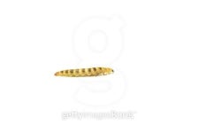Mealworms 이미지 (470542506) - 게티이미지뱅크 Mealworms