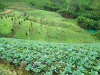 Landscape agriculture on mountain in Chiang Mai, Thailand 이미지 (502782184) - 게티이미지뱅크 Landscape agriculture on... 