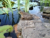 Frog by the Pond 이미지 (477202734) - 게티이미지뱅크 Frog by the Pond