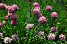 PAPAS CHIVES 이미지 (481086886) - 게티이미지뱅크 PAPAS CHIVES
