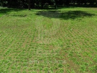green grass with shadow of a tree 이미지 (484721928) - 게티이미지뱅크 green grass with shadow of a tree
