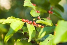 Autumn berries 이미지 (487969980) - 게티이미지뱅크 Autumn berries