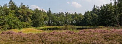 Panorama of heathland, lake and forest 이미지 (486139160) - 게티이미지뱅크 Panorama of heathland, lake and forest